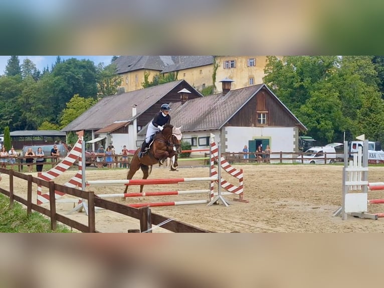 Hannoveraan Merrie 19 Jaar 170 cm Donkere-vos in Völkermarkt