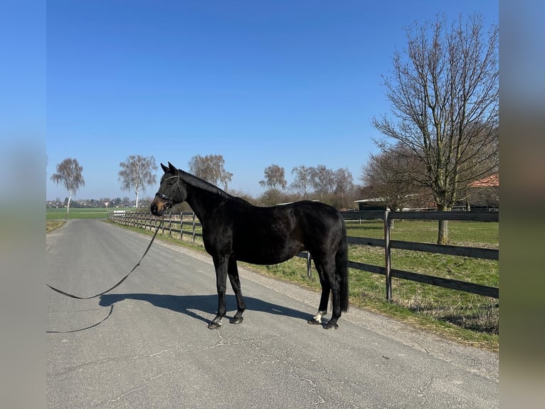 Hannoveraan Merrie 19 Jaar 170 cm Zwartbruin in Hildesheim