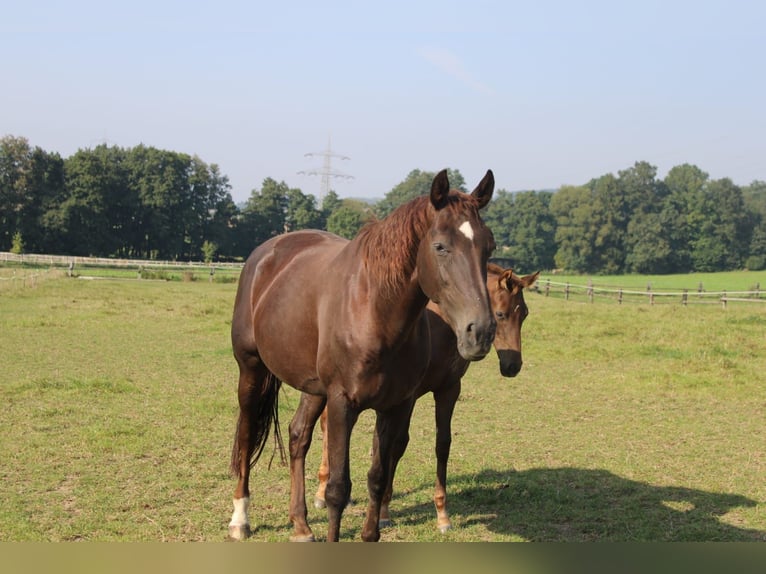 Hannoveraan Merrie 19 Jaar 172 cm Donkere-vos in Höxter