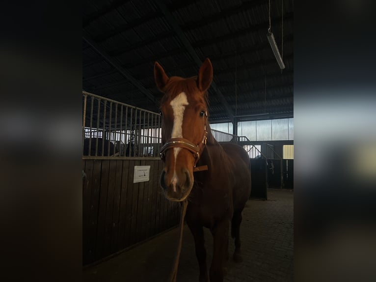 Hannoveraan Merrie 19 Jaar 173 cm in Fehmarn