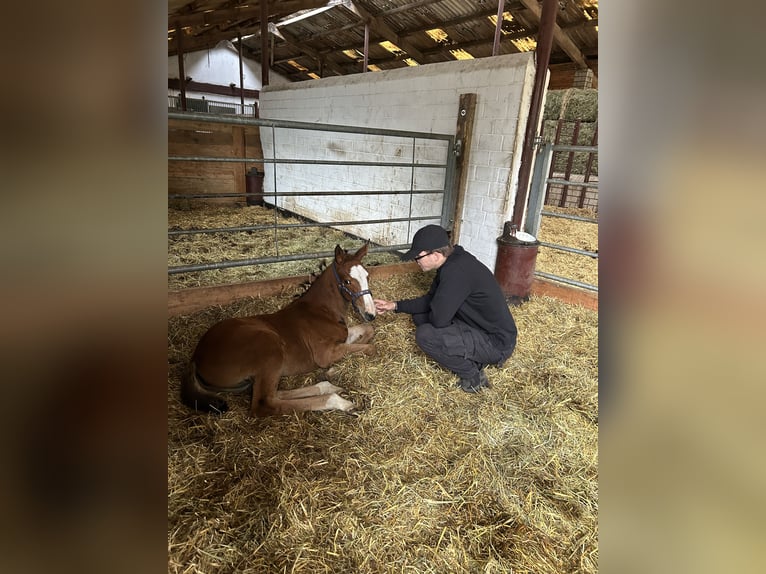 Hannoveraan Merrie 1 Jaar 150 cm kan schimmel zijn in Nienhagen