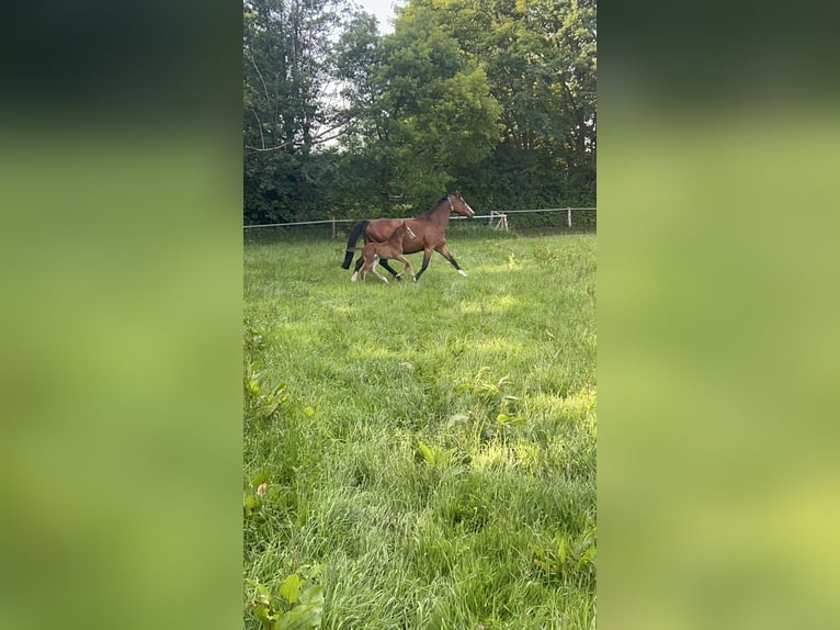 Hannoveraan Merrie 1 Jaar 150 cm kan schimmel zijn in Nienhagen
