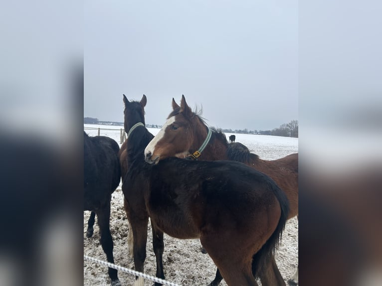 Hannoveraan Merrie 1 Jaar 150 cm kan schimmel zijn in Nienhagen