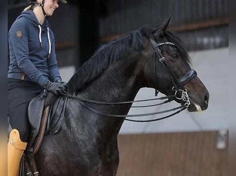 Hannoveraan Merrie 1 Jaar 155 cm Donkerbruin in Isernhagen