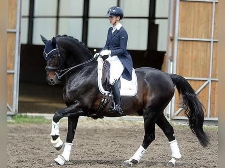 Hannoveraan Merrie 1 Jaar 155 cm Donkerbruin in Isernhagen