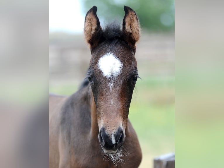 Hannoveraan Merrie 1 Jaar 155 cm Donkerbruin in Isernhagen