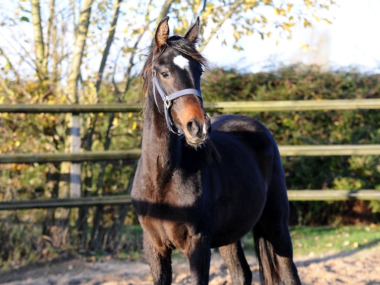 Hannoveraan Merrie 1 Jaar 155 cm Donkerbruin in Isernhagen