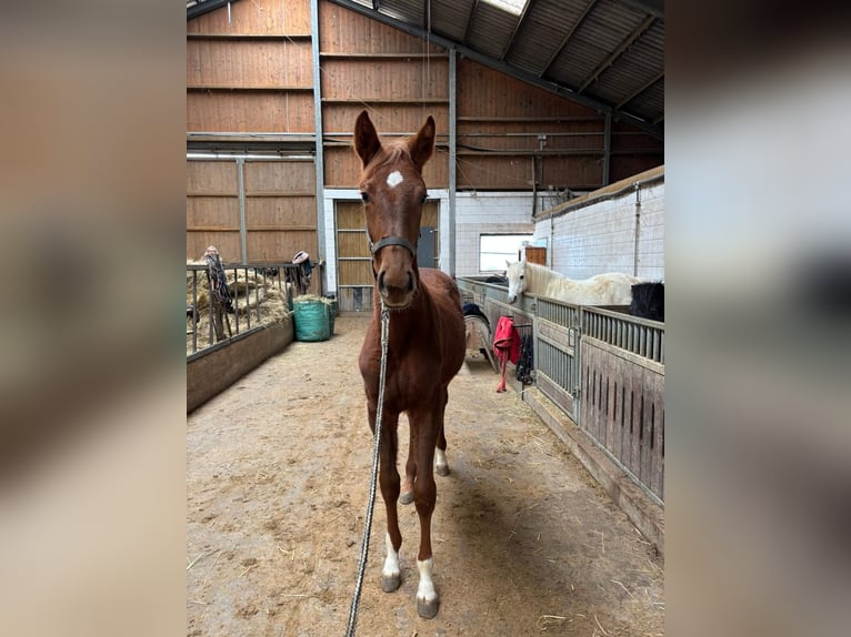 Hannoveraan Merrie 1 Jaar 160 cm Vos in Buseck