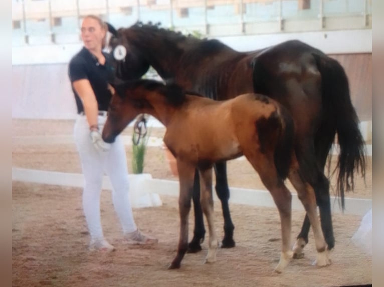 Hannoveraan Merrie 1 Jaar 163 cm Bruin in Heidenrod