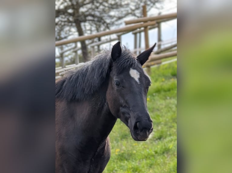 Hannoveraan Merrie 1 Jaar 164 cm Donkerbruin in Herren-Sulzbach