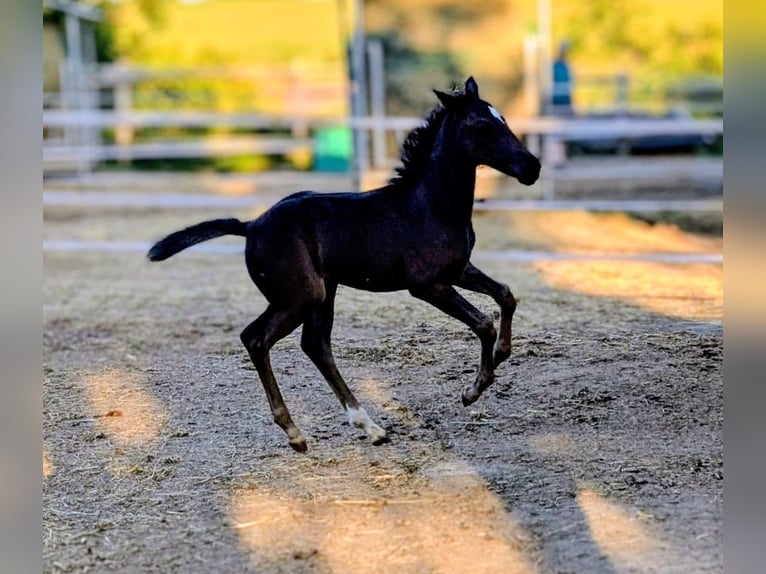 Hannoveraan Merrie 1 Jaar 164 cm Donkerbruin in Herren-Sulzbach
