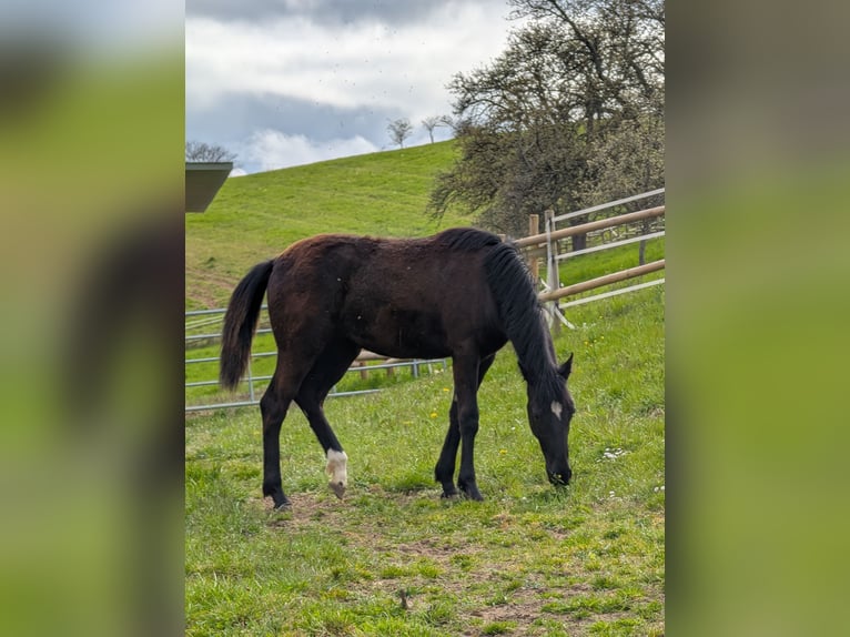 Hannoveraan Merrie 1 Jaar 164 cm Donkerbruin in Herren-Sulzbach