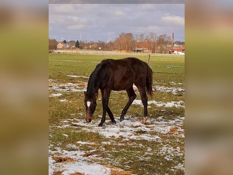 Hannoveraan Merrie 1 Jaar 165 cm Bruin in Neuschoo