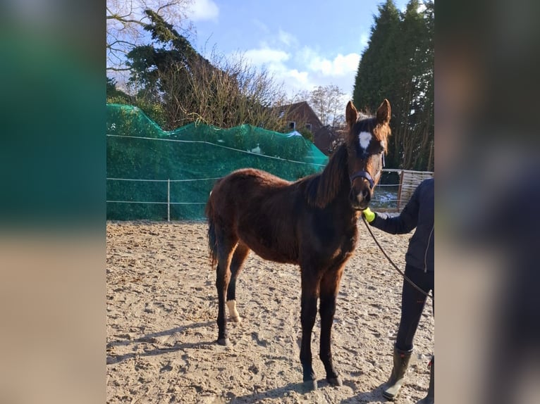 Hannoveraan Merrie 1 Jaar 165 cm Bruin in Neuschoo