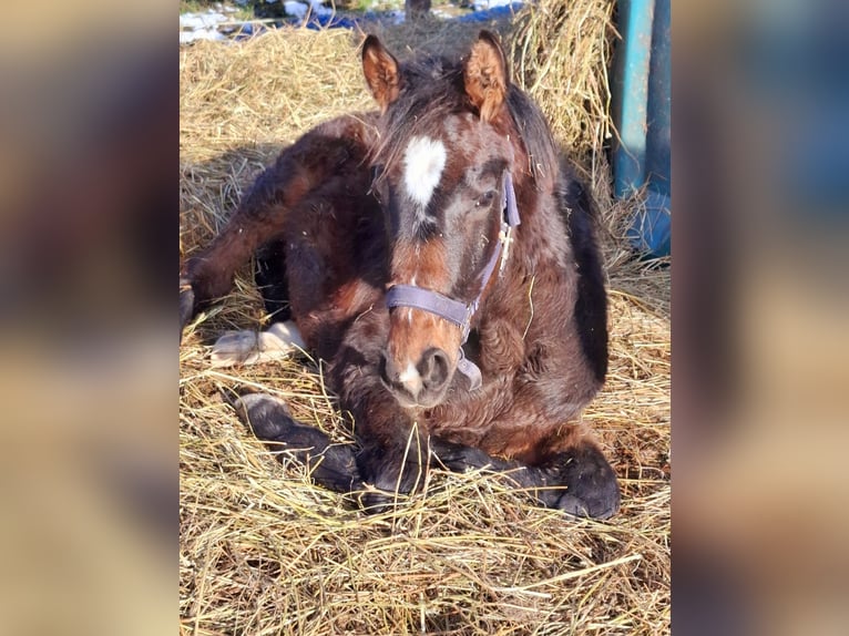 Hannoveraan Merrie 1 Jaar 165 cm Bruin in Neuschoo