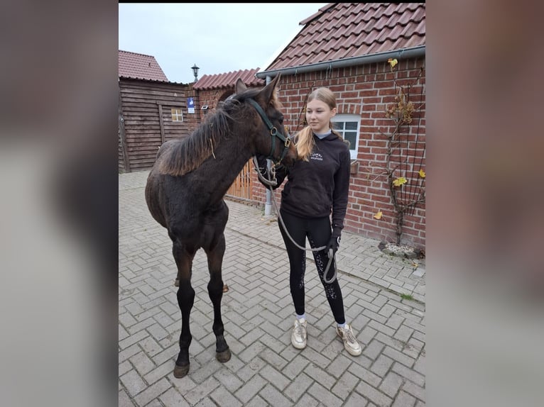 Hannoveraan Merrie 1 Jaar 165 cm Bruin in Neuschoo