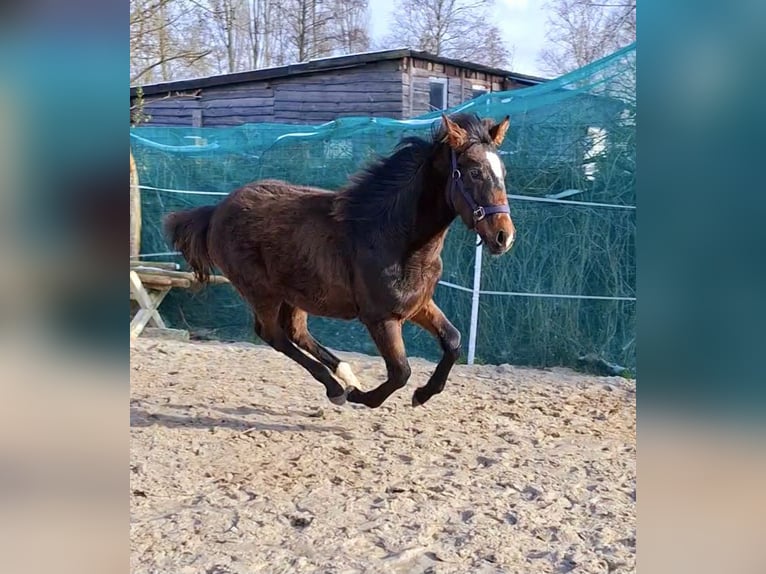 Hannoveraan Merrie 1 Jaar 165 cm Bruin in Neuschoo