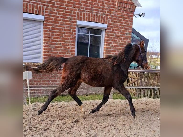 Hannoveraan Merrie 1 Jaar 165 cm Bruin in Neuschoo