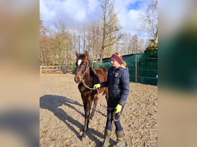 Hannoveraan Merrie 1 Jaar 165 cm Bruin in Neuschoo