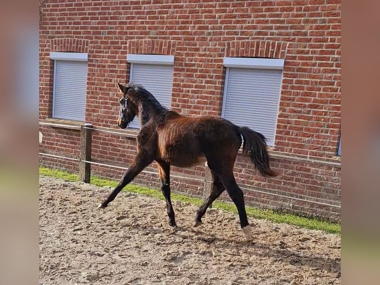 Hannoveraan Merrie 1 Jaar 165 cm Bruin in Neuschoo