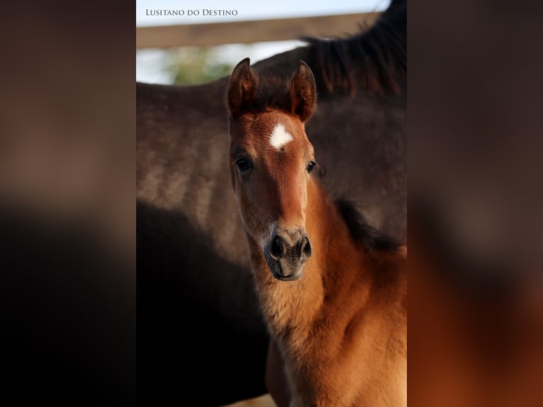 Hannoveraan Mix Merrie 1 Jaar 165 cm Bruin in Générac