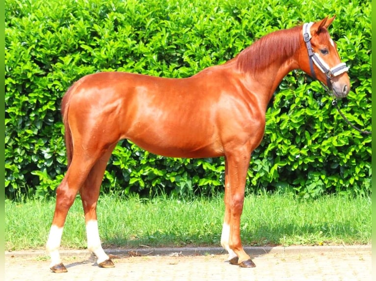 Hannoveraan Merrie 1 Jaar 165 cm Vos in Selsingen