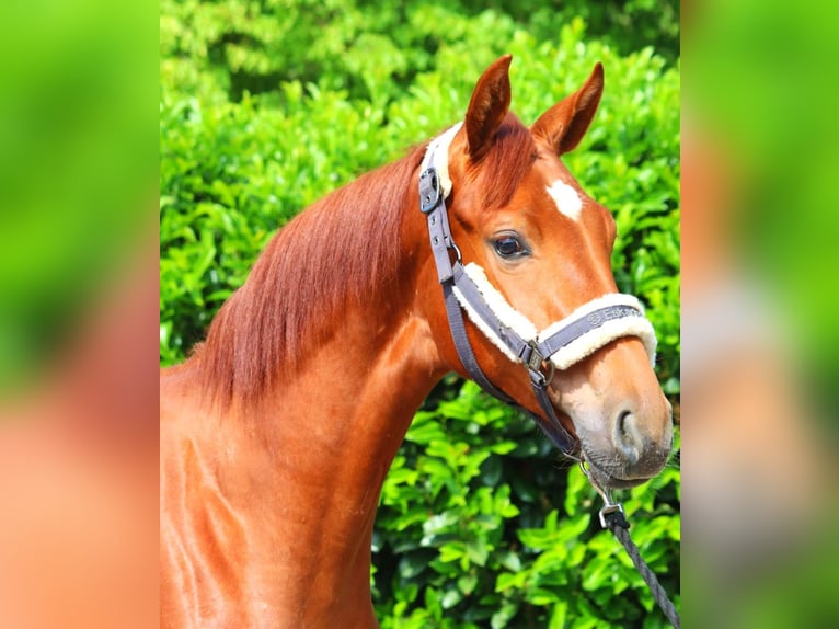 Hannoveraan Merrie 1 Jaar 165 cm Vos in Selsingen