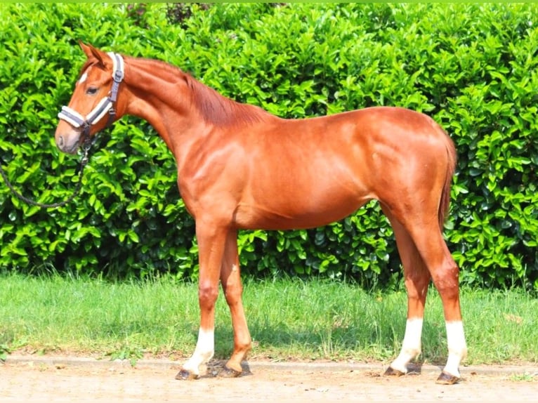 Hannoveraan Merrie 1 Jaar 165 cm Vos in Selsingen