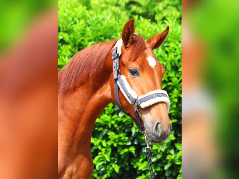 Hannoveraan Merrie 1 Jaar 165 cm Vos in Selsingen