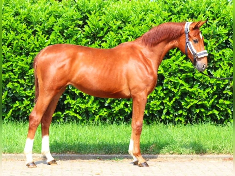 Hannoveraan Merrie 1 Jaar 165 cm Vos in Selsingen