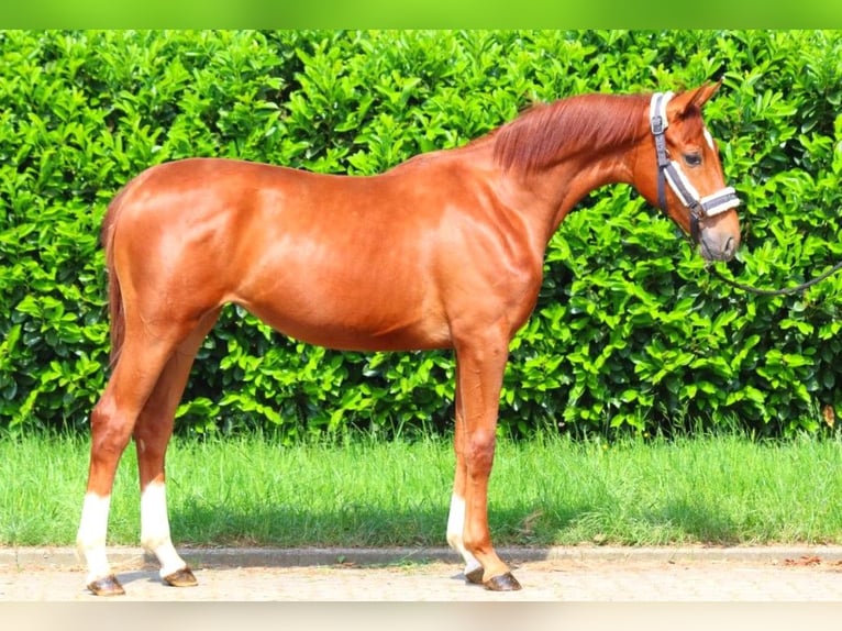 Hannoveraan Merrie 1 Jaar 165 cm Vos in Selsingen