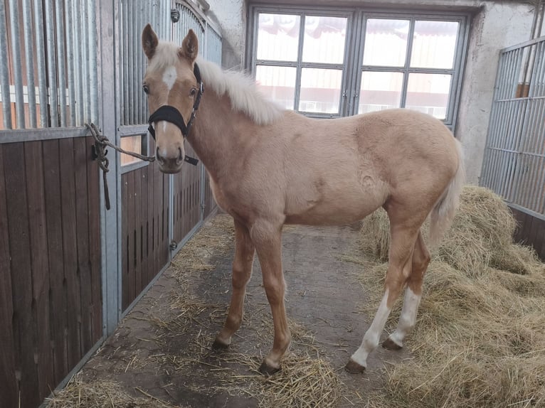 Hannoveraan Merrie 1 Jaar 166 cm Palomino in Weiskirchen