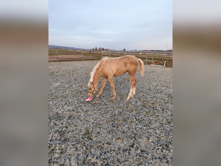 Hannoveraan Merrie 1 Jaar 166 cm Palomino in Weiskirchen