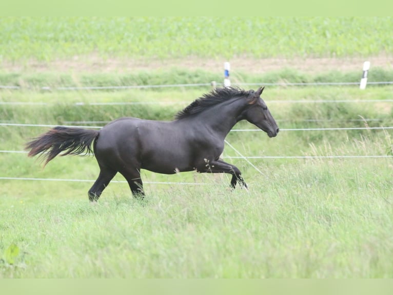 Hannoveraan Merrie 1 Jaar 166 cm Zwart in Au in der Hallertau