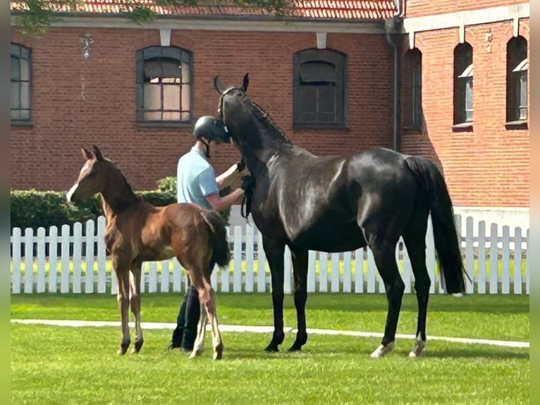 Hannoveraan Merrie 1 Jaar 167 cm Bruin in Mansfeld