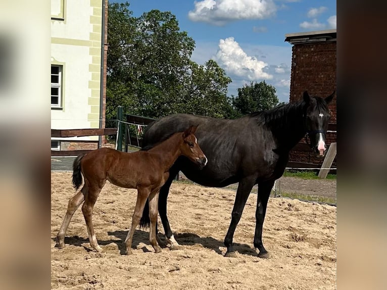 Hannoveraan Merrie 1 Jaar 167 cm Bruin in Mansfeld