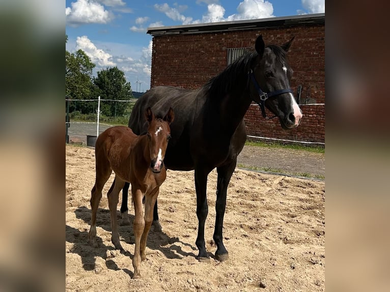 Hannoveraan Merrie 1 Jaar 167 cm Bruin in Mansfeld