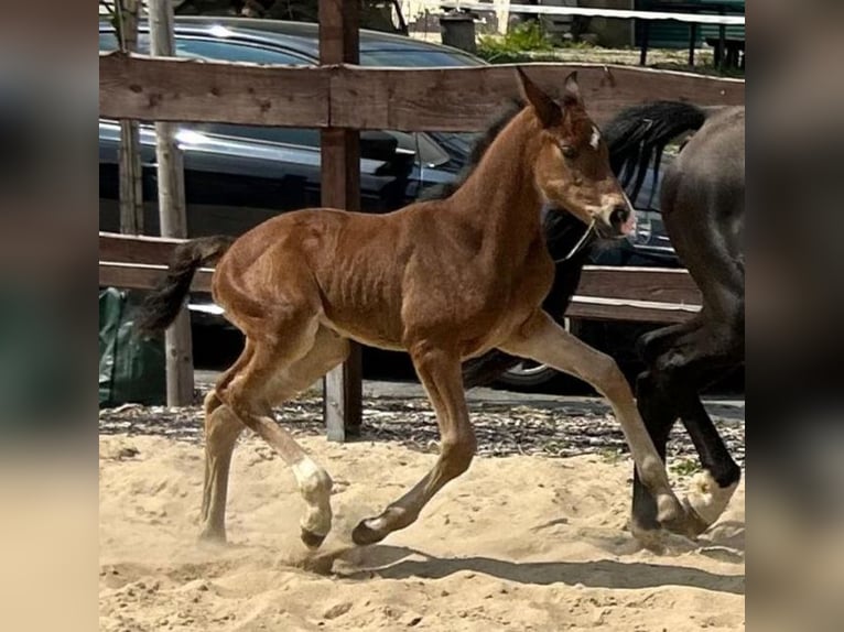 Hannoveraan Merrie 1 Jaar 167 cm Bruin in Mansfeld