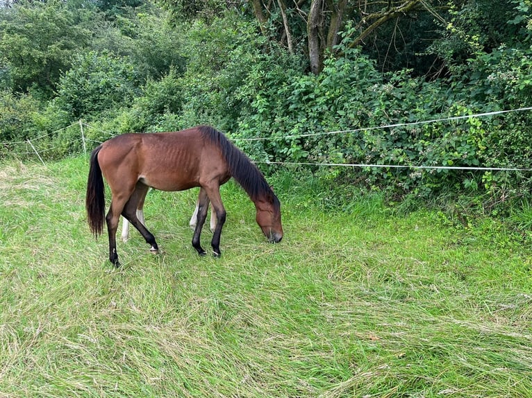 Hannoveraan Merrie 1 Jaar 167 cm Bruin in Einbeck