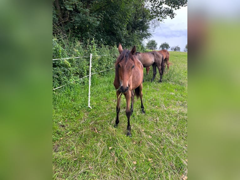 Hannoveraan Merrie 1 Jaar 167 cm Bruin in Einbeck