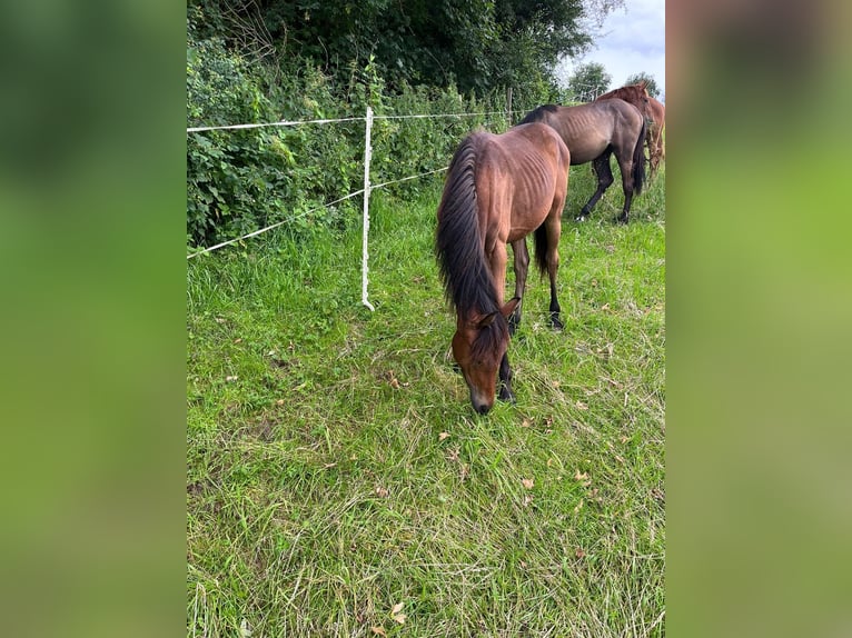 Hannoveraan Merrie 1 Jaar 167 cm Bruin in Einbeck