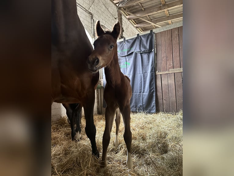 Hannoveraan Merrie 1 Jaar 167 cm Bruin in Babenhausen