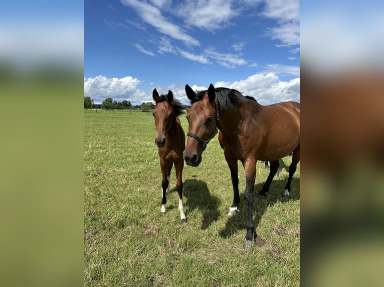 Hannoveraan Merrie 1 Jaar 167 cm Bruin in Babenhausen