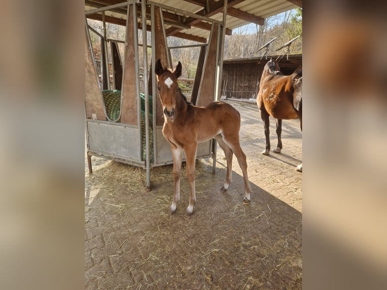 Hannoveraan Merrie 1 Jaar 167 cm Bruin in Schmitten