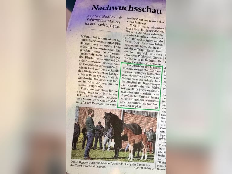 Hannoveraan Merrie 1 Jaar 167 cm Vos in Neuhaus
