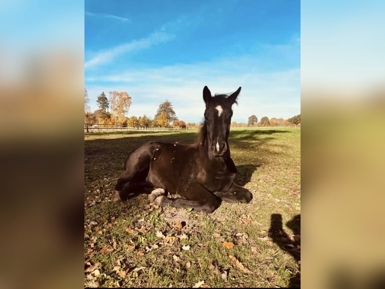 Hannoveraan Merrie 1 Jaar 167 cm Zwart in Verden (Aller)