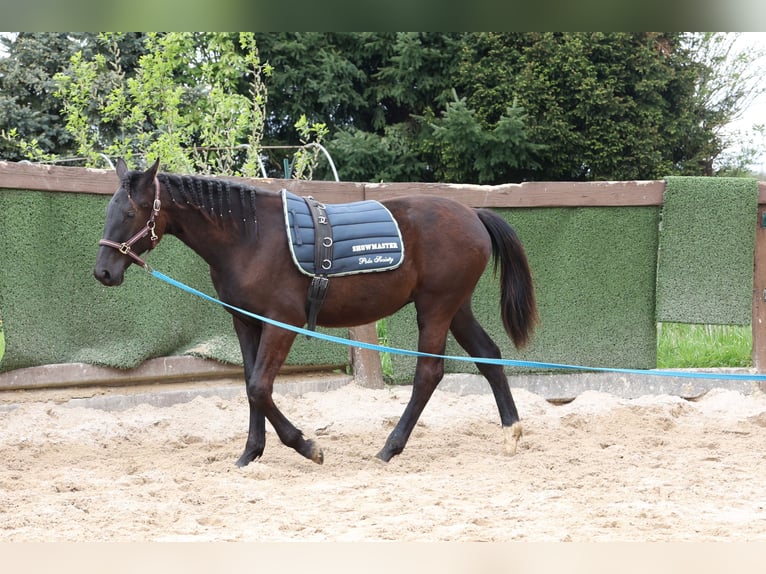 Hannoveraan Merrie 1 Jaar 167 cm Zwartbruin in Sinntal