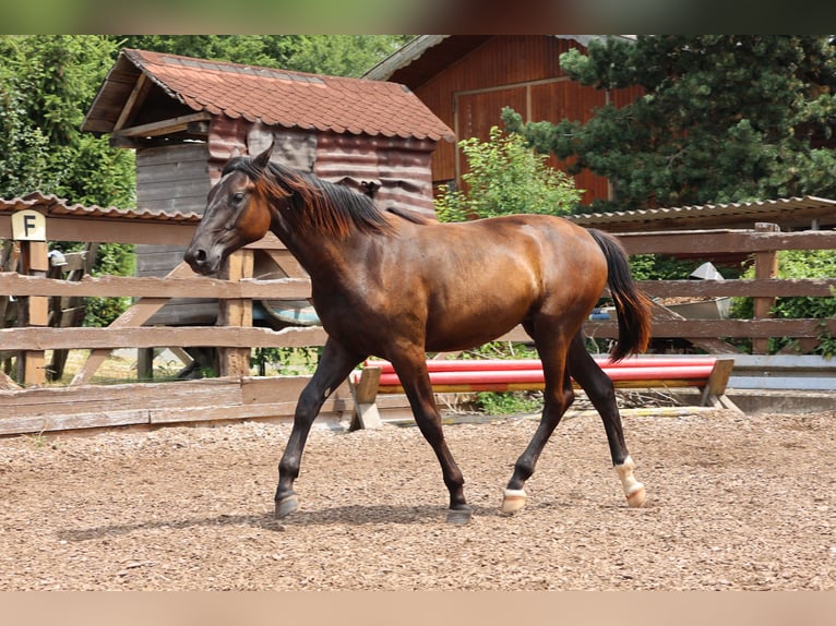 Hannoveraan Merrie 1 Jaar 167 cm Zwartbruin in Sinntal