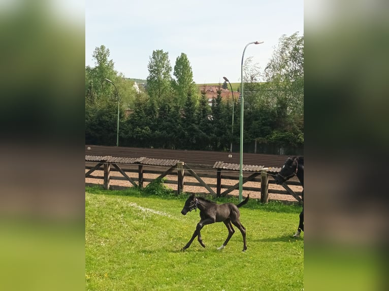 Hannoveraan Merrie 1 Jaar 167 cm Zwartbruin in Sinntal