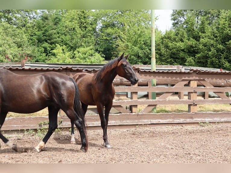 Hannoveraan Merrie 1 Jaar 167 cm Zwartbruin in Sinntal